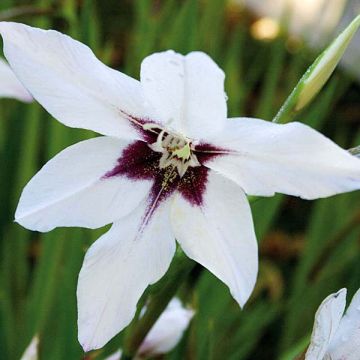 Gladiolus callianthus