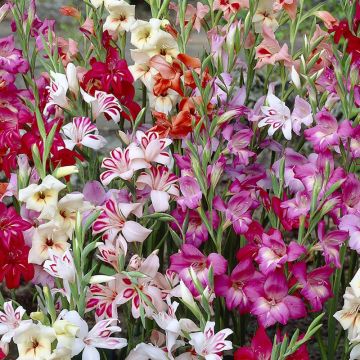 Gladiolus colvillei Mix