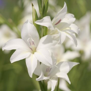 Gladiolus colvillei The Bride