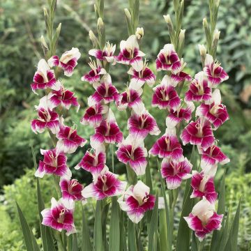 Gladiolus primulinus Adrienne