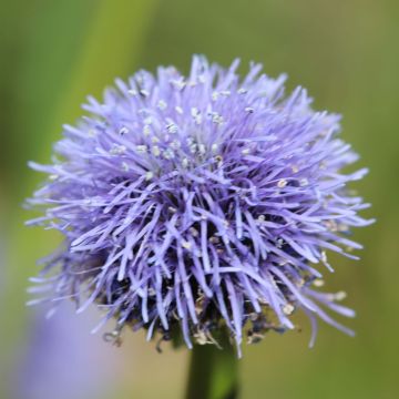 Globularia punctata - Globularia punteggiata