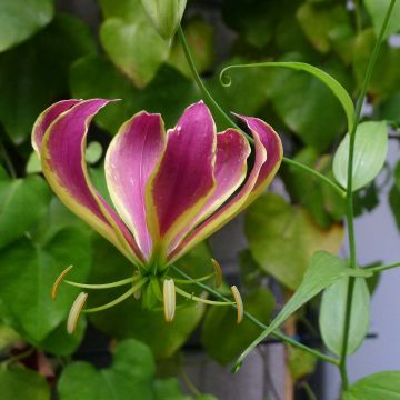 Gloriosa Carsonii