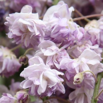 Wisteria floribunda Violacea Plena - Glicine