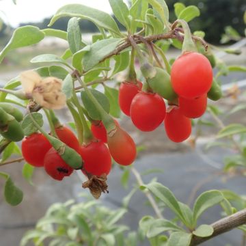 Lycium barbarum Gojidelys - Goji