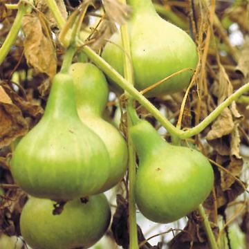 Zucca bottiglia Mini Calebasse Bio - Ferme de Sainte Marthe