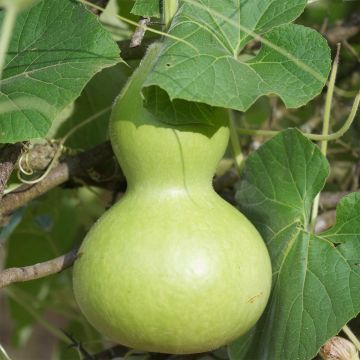 Zucca bottiglia Pélerine Bio - Ferme de Sainte Marthe