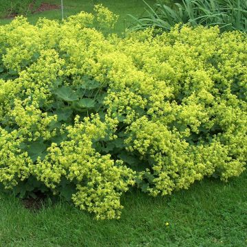 Alchemilla mollis (semi)