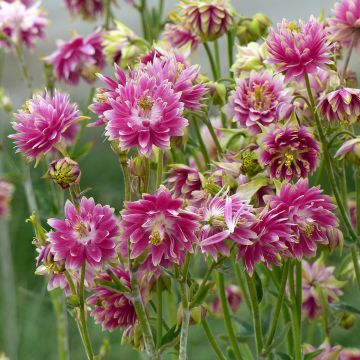 Aquilegia Nora Barlow