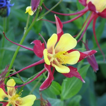 Aquilegia Firecracker