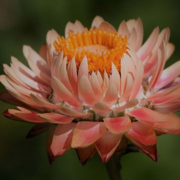 Helichrysum bracteatum monstruosum Double Saumon - Elicriso lucido