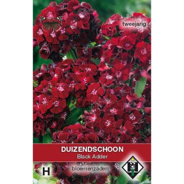 Dianthus barbatus Nigrescens Black Adder - Garofano dei poeti