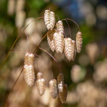 Briza maxima - Sonaglini maggiori