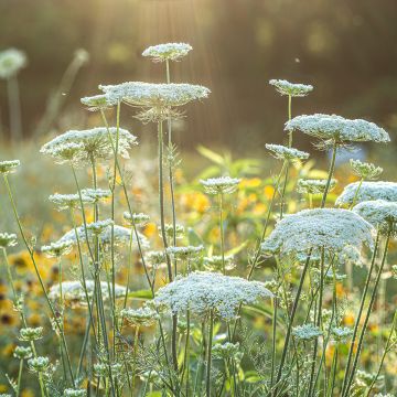 Daucus carota - Carota selvatica