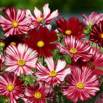 Cosmos Velouette - Cosmea