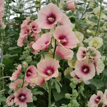 Alcea rosea Halo Apricot - Malvarosa