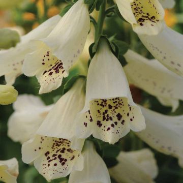 Digitalis purpurea Dalmatian Cream F1 - Digitale rossa