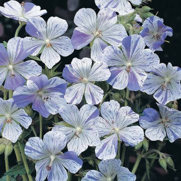 Geranium pratense Striatum - Geranio dei prati