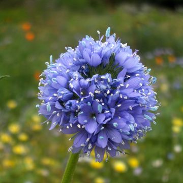 Gilia capitata