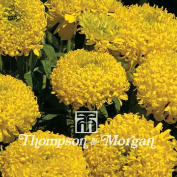 Tagetes erecta Lemon Mum