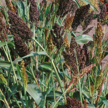 Sorghum nigrum