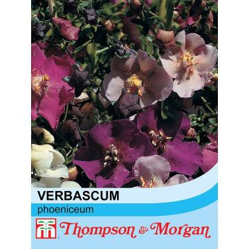 Verbascum phoeniceum Mix - Verbasco porporino