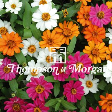 Zinnia Profusion Mixed