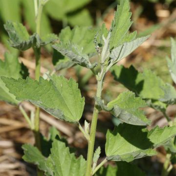 Althaea officinalis Bio - Altea comune