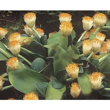 Tasso o haemanthus albiflos