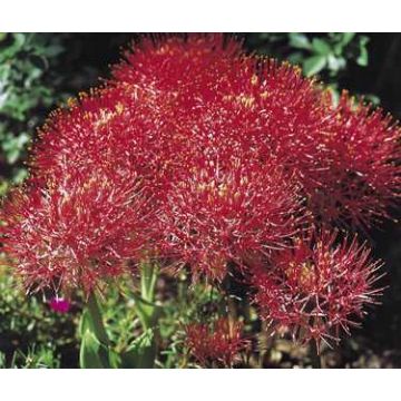 Scadoxus o haemanthus multiflorus