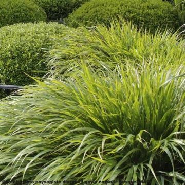 Hakonechloa macra - Erba della foresta giapponese