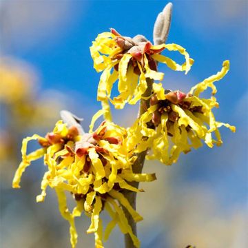 Hamamelis intermedia Arnold Promise - Amamelide