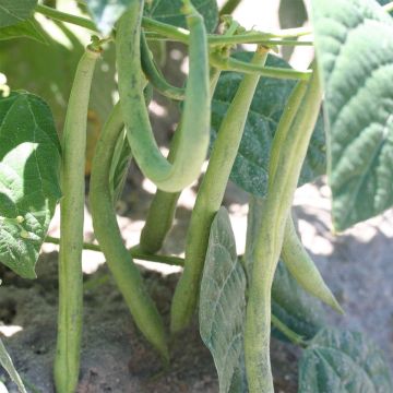 Fagiolo da sgranare Flageolet nain de Touraine