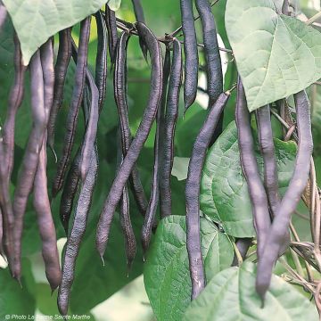 Fagiolo nano Purple Queen Bio - Ferme de Sainte Marthe