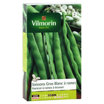 Fagiolo rampicante da sgranare Soissons gros blanc - Vilmorin