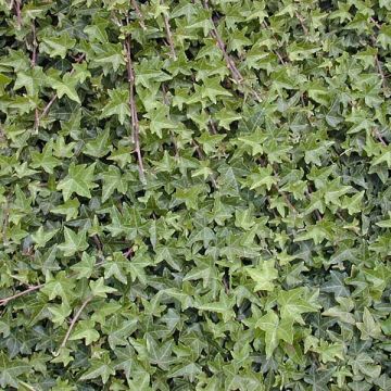 Hedera helix - Edera comune