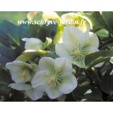 Helleborus nigercors White Beauty - Elleboro