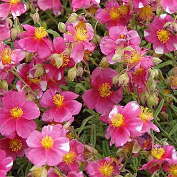 Helianthemum Raspberry Ripple - Eliantemo