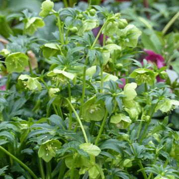 Helleborus multifidus ssp. bocconei - Elleboro