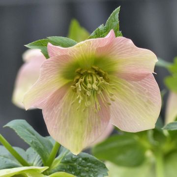 Helleborus Apricot - Elleboro