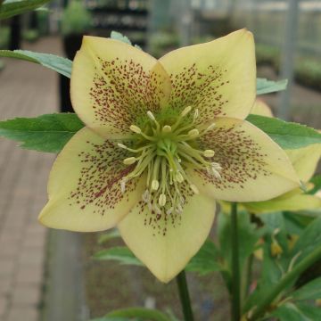 Helleborus Apricot guttatus - Elleboro