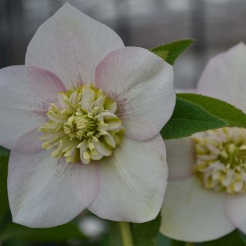 Helleborus Anemone Pink - Elleboro