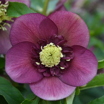 Helleborus Anemone Red - Elleboro