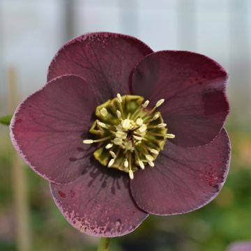 Helleborus Aubergine W/E - Elleboro