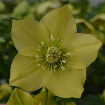 Helleborus Yellow - Elleboro