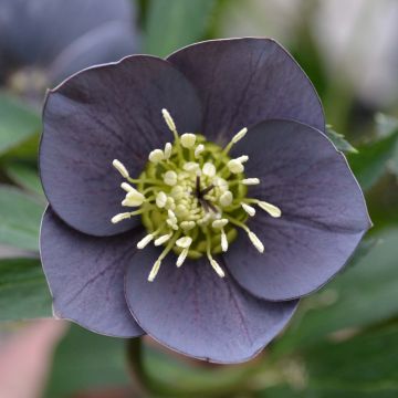 Helleborus Slaty Blue - Elleboro