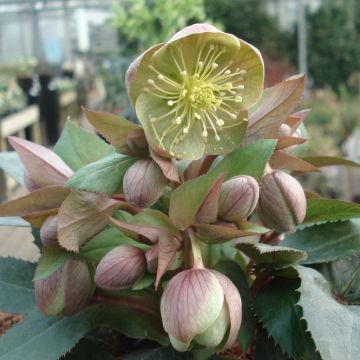 Helleborus sternii Grey Star - Elleboro