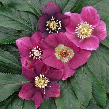 Helleborus Magic Red - Elleboro