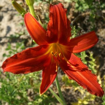 Hemerocallis Flambeau - Emerocallide