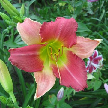 Hemerocallis Final Touch - Emerocallide