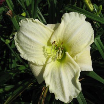 Hemerocallis White Temptation - Emerocallide